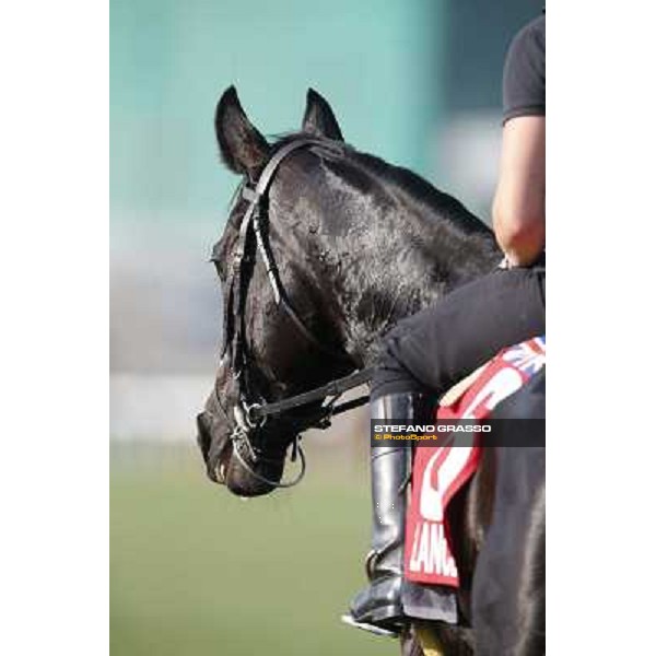 morning workout - Side Glance Hong Kong,Sha Tin racecourse,5th dec.2013 ph.Stefano Grasso