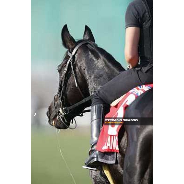 morning workout - Side Glance Hong Kong,Sha Tin racecourse,5th dec.2013 ph.Stefano Grasso