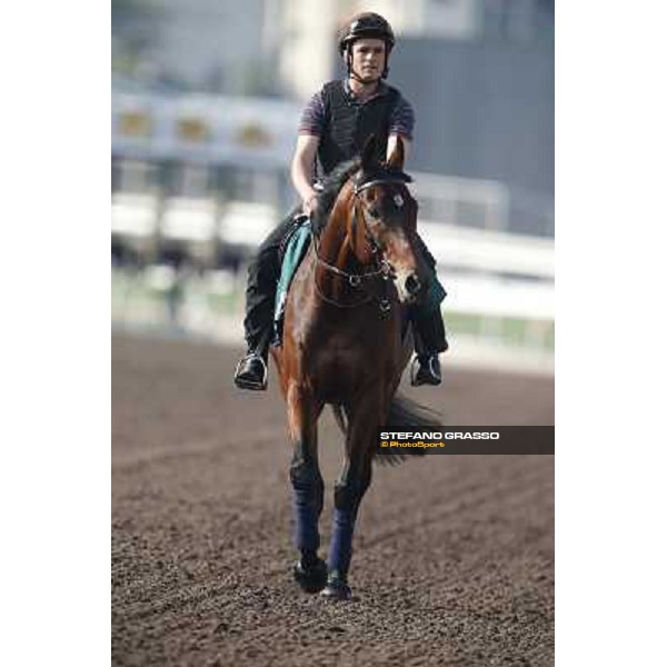 morning workout Hong Kong,Sha Tin racecourse,5th dec.2013 ph.Stefano Grasso