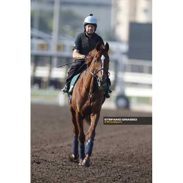 morning workout - Red Cadeaux Hong Kong,Sha Tin racecourse,5th dec.2013 ph.Stefano Grasso