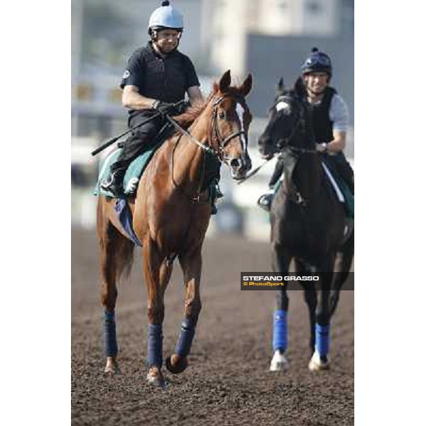 morning workout - Red Cadeaux Hong Kong,Sha Tin racecourse,5th dec.2013 ph.Stefano Grasso