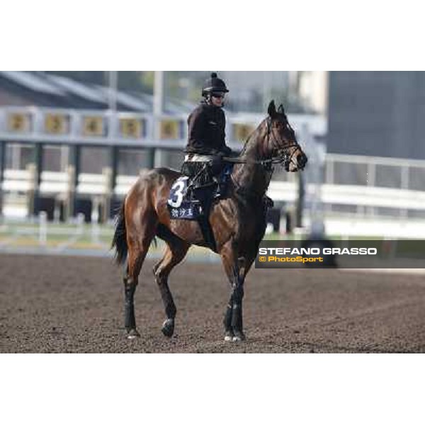 morning workout - King Kreesa Hong Kong,Sha Tin racecourse,5th dec.2013 ph.Stefano Grasso