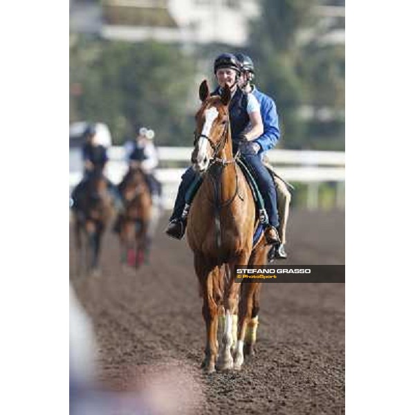 morning workout - Nymphea and Seismos Hong Kong,Sha Tin racecourse,5th dec.2013 ph.Stefano Grasso