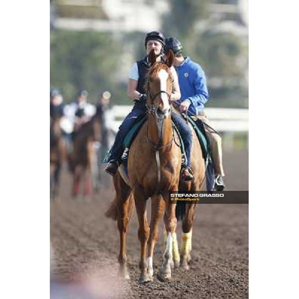 morning workout - Nymphea and Seismos Hong Kong,Sha Tin racecourse,5th dec.2013 ph.Stefano Grasso