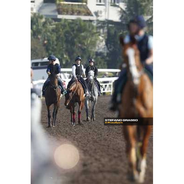 morning workout Hong Kong,Sha Tin racecourse,5th dec.2013 ph.Stefano Grasso