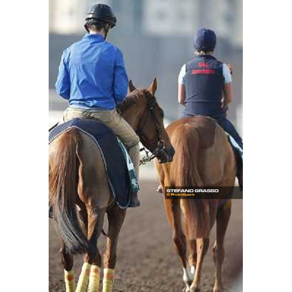 morning workout - Nymphea and Seismos Hong Kong,Sha Tin racecourse,5th dec.2013 ph.Stefano Grasso