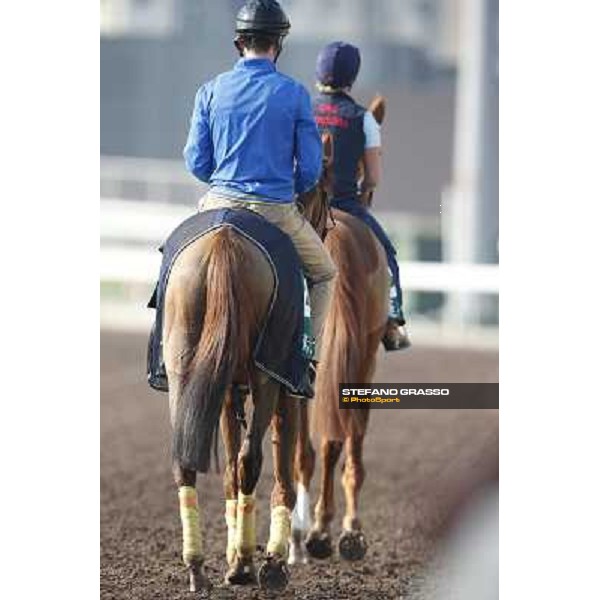 morning workout - Nymphea and Seismos Hong Kong,Sha Tin racecourse,5th dec.2013 ph.Stefano Grasso