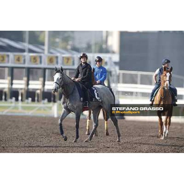 morning workout - Sky Lantern Hong Kong,Sha Tin racecourse,5th dec.2013 ph.Stefano Grasso