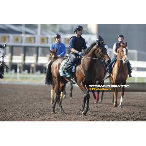 morning workout - Feuerblitz Hong Kong,Sha Tin racecourse,5th dec.2013 ph.Stefano Grasso