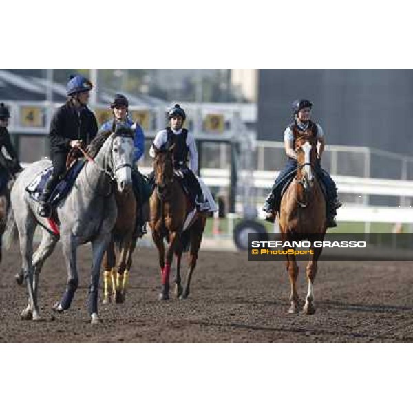 morning workout Hong Kong,Sha Tin racecourse,5th dec.2013 ph.Stefano Grasso