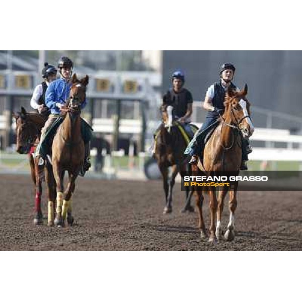morning workout Hong Kong,Sha Tin racecourse,5th dec.2013 ph.Stefano Grasso