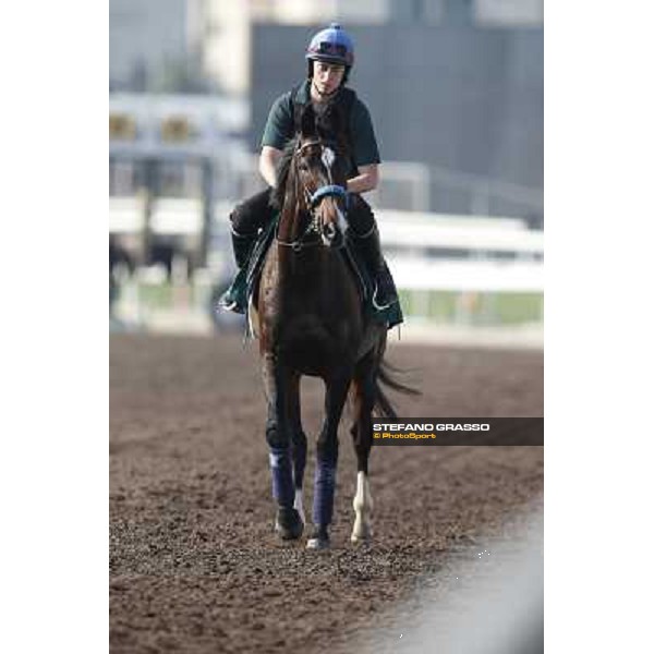 morning workout Hong Kong,Sha Tin racecourse,5th dec.2013 ph.Stefano Grasso