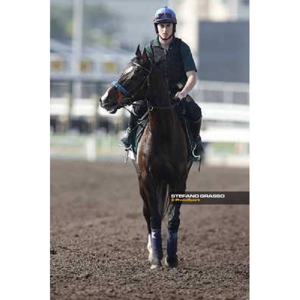 morning workout Hong Kong,Sha Tin racecourse,5th dec.2013 ph.Stefano Grasso