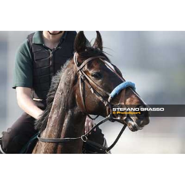 morning workout Hong Kong,Sha Tin racecourse,5th dec.2013 ph.Stefano Grasso