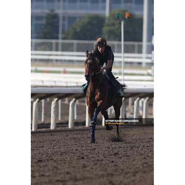 morning workout Hong Kong,Sha Tin racecourse,5th dec.2013 ph.Stefano Grasso