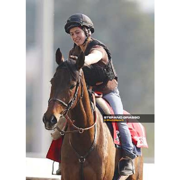 morning worksout - Cirrus des Aigles Hong Kong - Sha Tin,6th dec.2013 ph.Stefano Grasso