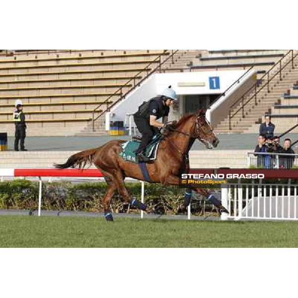 morning worksout - Red Cadeaux Hong Kong,Sha Tin racecourse,6th dec.2013 ph.Stefano Grasso