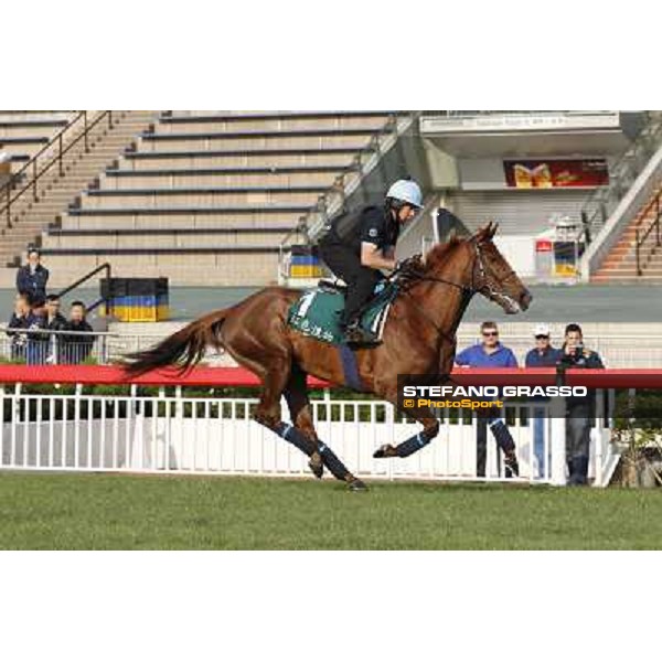 morning worksout - Red Cadeaux Hong Kong,Sha Tin racecourse,6th dec.2013 ph.Stefano Grasso