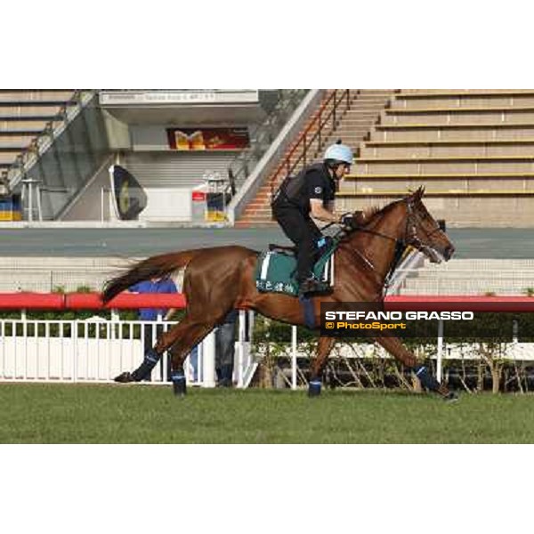 morning worksout - Red Cadeaux Hong Kong,Sha Tin racecourse,6th dec.2013 ph.Stefano Grasso