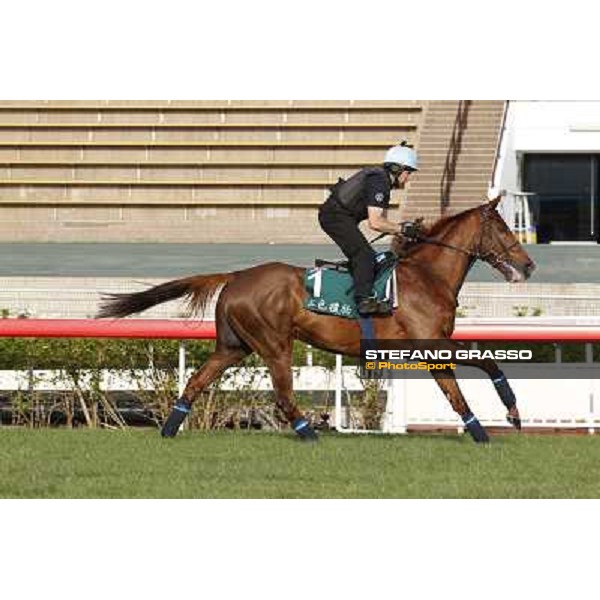morning worksout - Red Cadeaux Hong Kong,Sha Tin racecourse,6th dec.2013 ph.Stefano Grasso