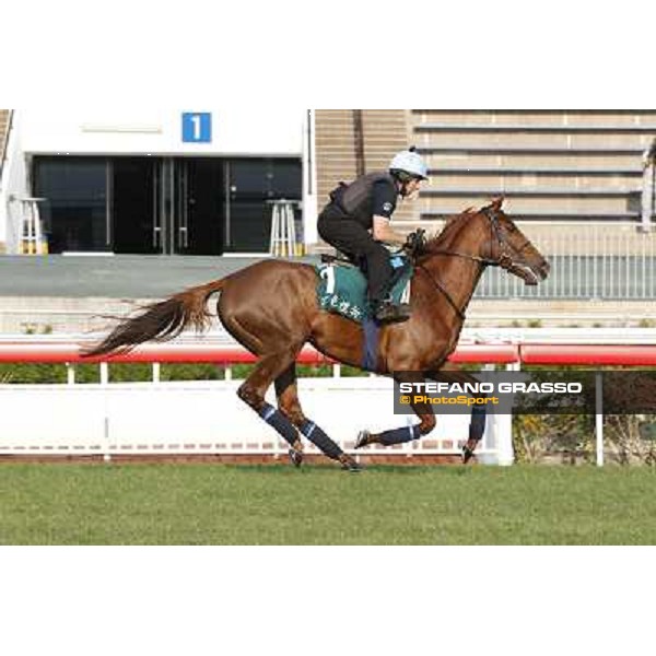 morning worksout - Red Cadeaux Hong Kong,Sha Tin racecourse,6th dec.2013 ph.Stefano Grasso
