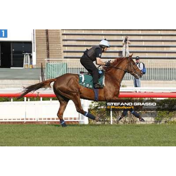 morning worksout - Red Cadeaux Hong Kong,Sha Tin racecourse,6th dec.2013 ph.Stefano Grasso