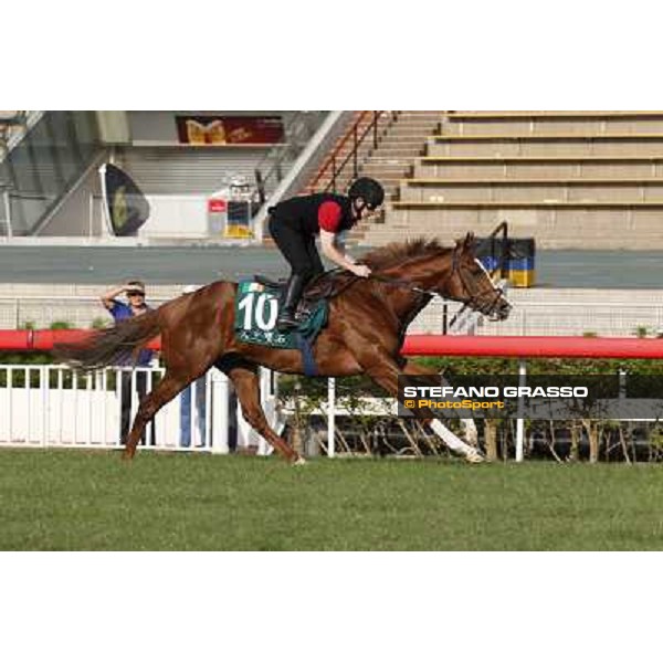 morning worksout - Galileo Rock Hong Kong,Sha Tin racecourse,6th dec.2013 ph.Stefano Grasso