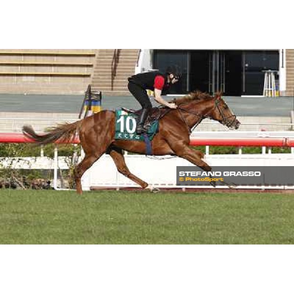 morning worksout - Galileo Rock Hong Kong,Sha Tin racecourse,6th dec.2013 ph.Stefano Grasso
