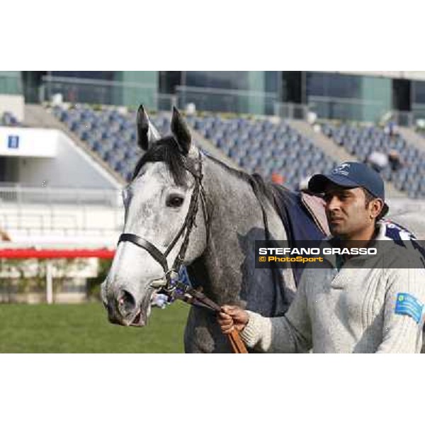 morning worksout - Sky Lantern Hong Kong,Sha Tin racecourse,6th dec.2013 ph.Stefano Grasso