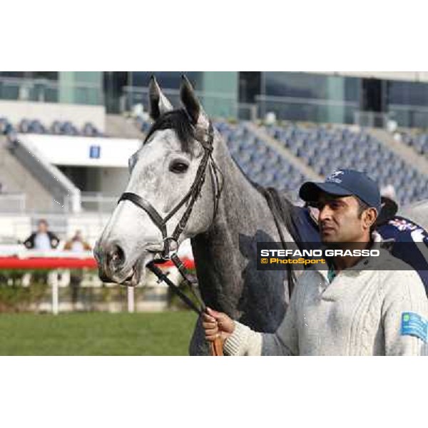 morning worksout - Sky Lantern Hong Kong,Sha Tin racecourse,6th dec.2013 ph.Stefano Grasso
