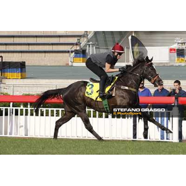 morning worksout - Sole Power Hong Kong,Sha Tin racecourse,6th dec.2013 ph.Stefano Grasso