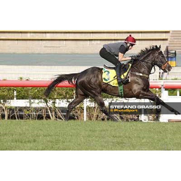 morning worksout - Sole Power Hong Kong,Sha Tin racecourse,6th dec.2013 ph.Stefano Grasso