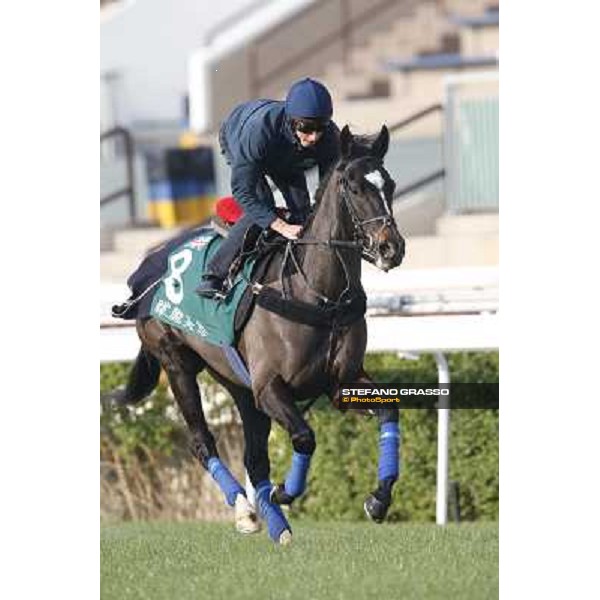 morning worksout - The Fugue Hong Kong,Sha Tin racecourse,6th dec.2013 ph.Stefano Grasso