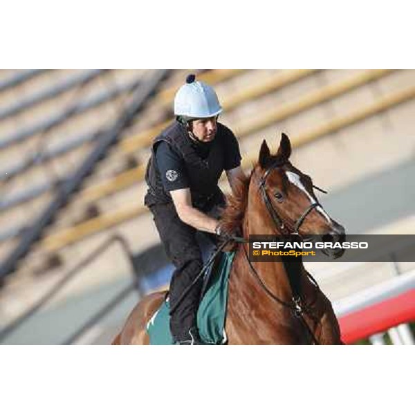 morning worksout - Red Cadeaux Hong Kong,Sha Tin racecourse,6th dec.2013 ph.Stefano Grasso