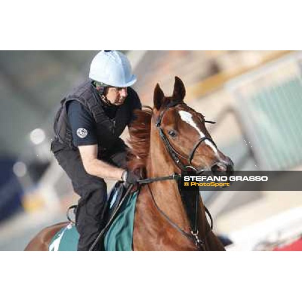 morning worksout - Red Cadeaux Hong Kong,Sha Tin racecourse,6th dec.2013 ph.Stefano Grasso