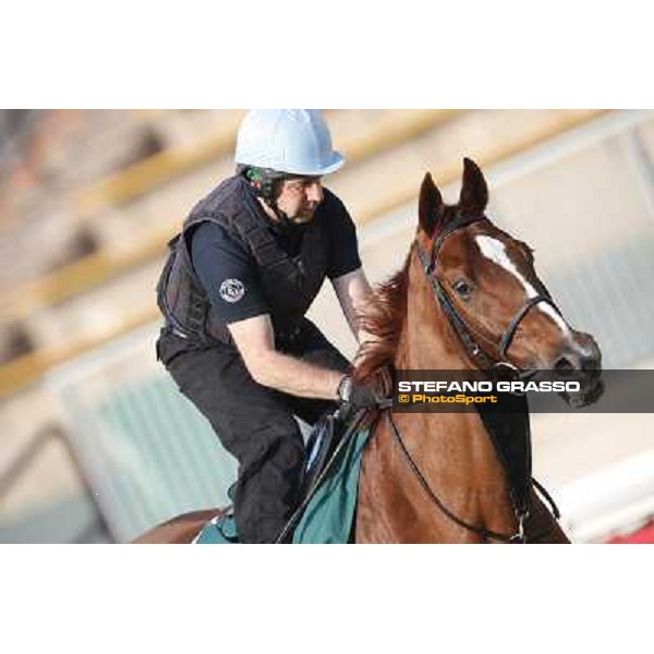 morning worksout - Red Cadeaux Hong Kong,Sha Tin racecourse,6th dec.2013 ph.Stefano Grasso