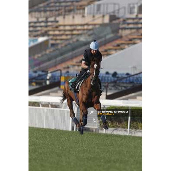 morning worksout - Red Cadeaux Hong Kong,Sha Tin racecourse,6th dec.2013 ph.Stefano Grasso