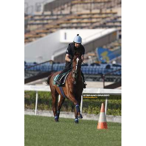 morning worksout - Red Cadeaux Hong Kong,Sha Tin racecourse,6th dec.2013 ph.Stefano Grasso