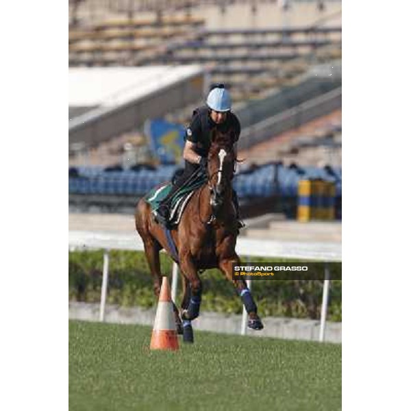 morning worksout - Red Cadeaux Hong Kong,Sha Tin racecourse,6th dec.2013 ph.Stefano Grasso