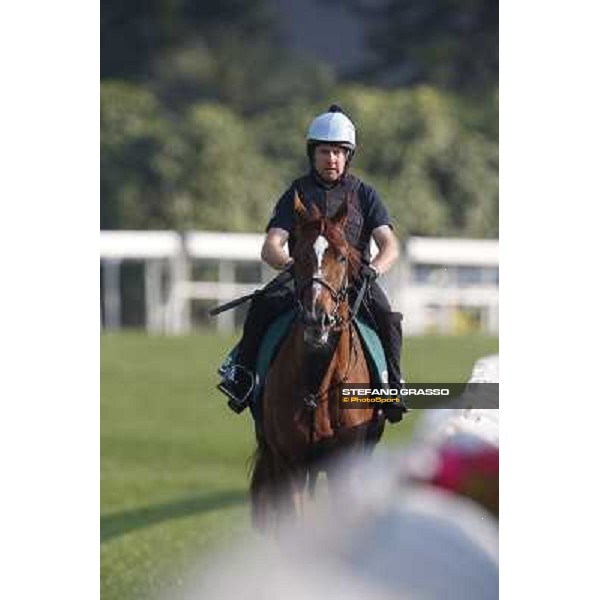 morning worksout - Red Cadeaux Hong Kong,Sha Tin racecourse,6th dec.2013 ph.Stefano Grasso