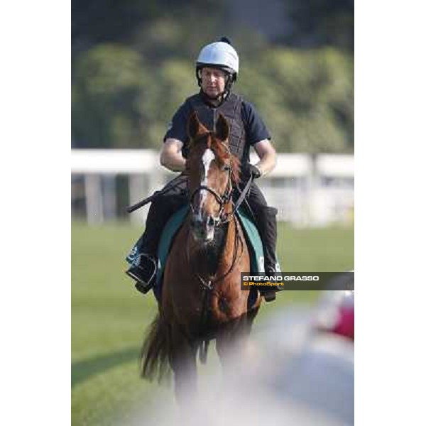 morning worksout - Red Cadeaux Hong Kong,Sha Tin racecourse,6th dec.2013 ph.Stefano Grasso