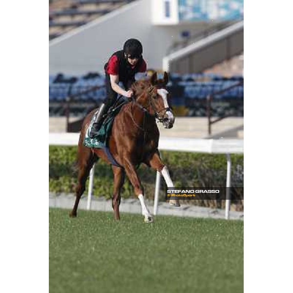 morning worksout - Galileo Rock Hong Kong,Sha Tin racecourse,6th dec.2013 ph.Stefano Grasso