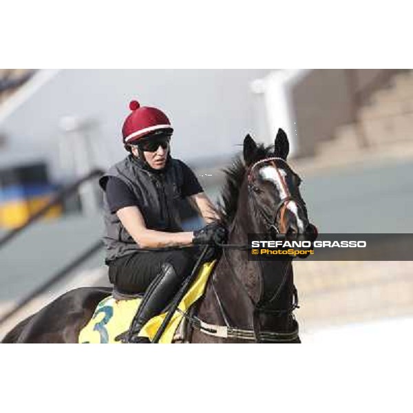 morning worksout - Sole Power Hong Kong,Sha Tin racecourse,6th dec.2013 ph.Stefano Grasso