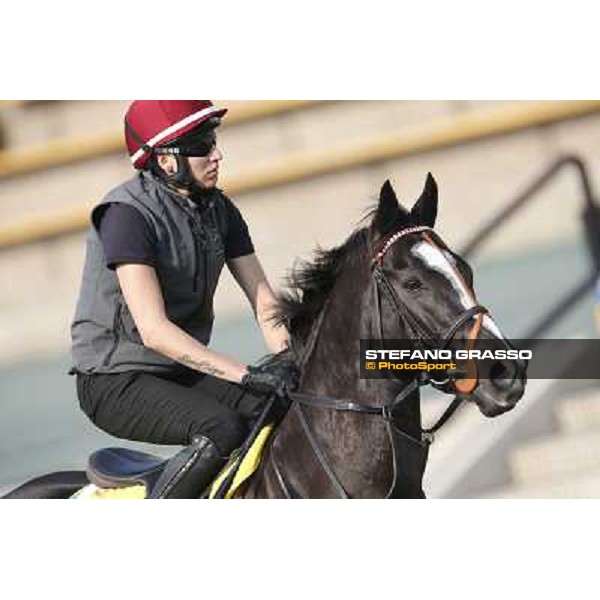 morning worksout - Sole Power Hong Kong,Sha Tin racecourse,6th dec.2013 ph.Stefano Grasso
