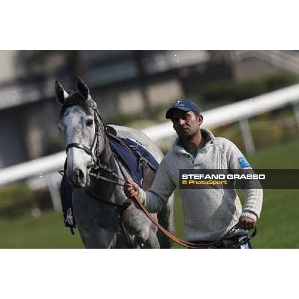 morning worksout - Sky Lantern Hong Kong,Sha Tin racecourse,6th dec.2013 ph.Stefano Grasso
