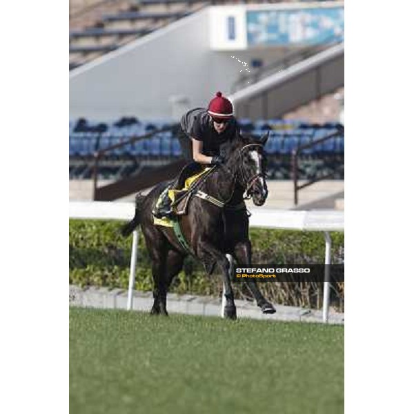 morning worksout - Sole Power Hong Kong,Sha Tin racecourse,6th dec.2013 ph.Stefano Grasso