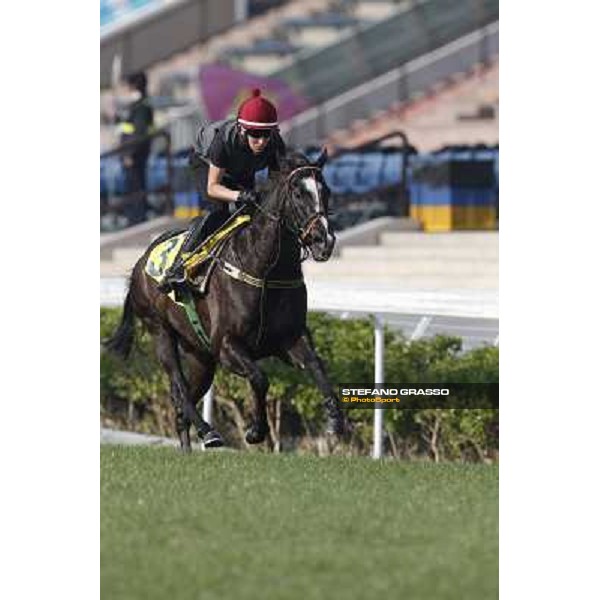 morning worksout - Sole Power Hong Kong,Sha Tin racecourse,6th dec.2013 ph.Stefano Grasso