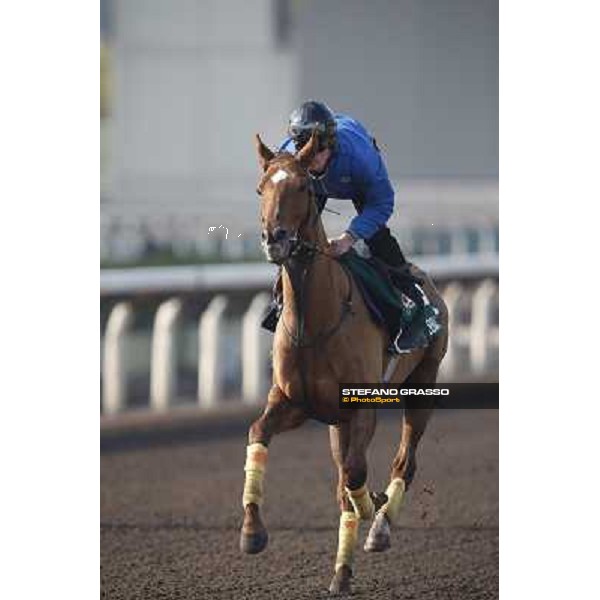morning worksout - Seismos Hong Kong,Sha Tin racecourse,6th dec.2013 ph.Stefano Grasso