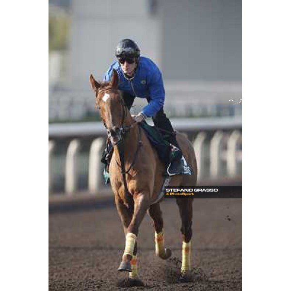 morning worksout - Seismos Hong Kong,Sha Tin racecourse,6th dec.2013 ph.Stefano Grasso