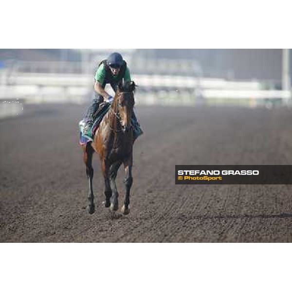 morning worksout - Feuerblitz Hong Kong,Sha Tin racecourse,6th dec.2013 ph.Stefano Grasso